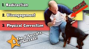 The Best Way To Stop A Doberman Puppy From Biting Youtube