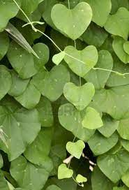 Heart shaped gibt es bei ebay! Vine Of Heart Shaped Leaves Stock Photo Heart In Nature Heart Shapes Leaves
