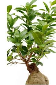 Ficus Ginseng Pflege Giessen Und Schneiden Mit Bildern Ficus Bonsai Ficus Bonsai Pflege