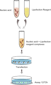 Maybe you would like to learn more about one of these? Lipofection Ozbiosciences