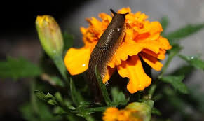 How to get rid of slugs in garden uk. Slugs Dealing With Our Least Welcome Garden Visitor