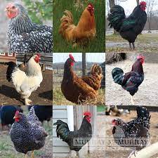 We can look at which age range might be best for you and your flock. Murray Mcmurray Hatchery Heavy Assorted