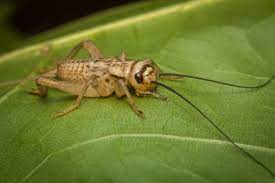 It can be found in autumn, between the months of september and november. Bug Based Protein Why Cricket Flour Is Gross Peta