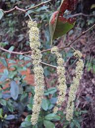 Image result for Homalium abdessammadii