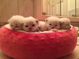 Our reservation list tends to fill up quickly. Beautiful Ragdoll Kittens For Sale In Colorado Springs Colorado Classified Americanlisted Com
