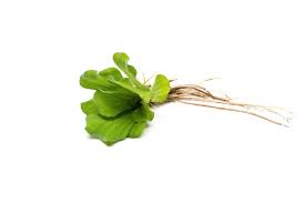 Image result for Pistia