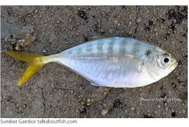 April 20, 2020 pukul 5:30 am. Gambar Dan Nama Ikan Laut Dangkal Ikan Ikan Laut Dangkal Yang Menjadi Target Para Pemancing Nama Nama Hewan Jevt Online