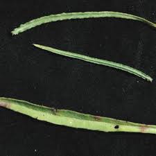 Image result for Monosis conferta