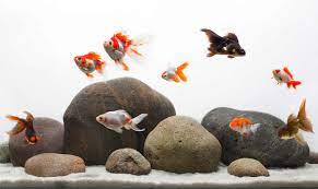 Ikan mas koki 1 : Cara Merawat Ikan Hias Mas Koki Dalam Akuarium Aquarium Aquarium Design Goldfish Aquarium Goldfish Tank