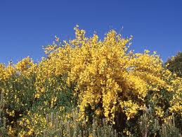 Soluzioni per la definizione *piante della macchia mediterranea* per le parole crociate e altri giochi enigmistici come codycross. Calabria Greca La Flora Della Calabria Greca