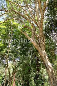 Image result for Gliricidia sepium