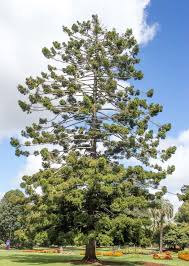 Image result for Araucaria cunninghamii