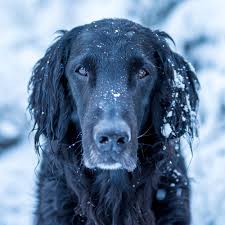 Image result for flat coated retrívr