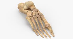 Zygote body is a free online 3d anatomy atlas. Human Foot Bones Anatomy 3d Model Turbosquid 1558150
