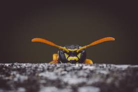 How Long Do Hornets And Wasps Live - Pest Control Guelph