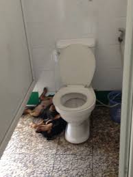 La proposta arkdeko'® il bagno è la stanza della casa dove trovare luogo di distensione, ideale per il relax, il benessere e la cura del corpo; I Bagni Piu Strani Del Mondo