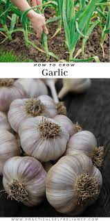 How To Grow Garlic Growing Garlic Regrow Garlic Planting Garlic