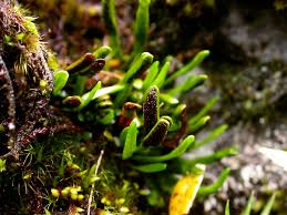 Image result for Grammitis