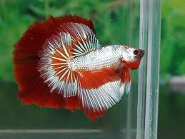 Common Betta Fish Diseases Betta Pez Betta Acuariofilia
