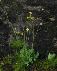 Image result for Senecio ruwenzoriensis