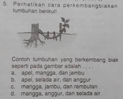 Tujuan dari perkembang biakannya itu adalah untuk melestarikan jenisnya.cara hewan berkembang biak memiliki berbagai cara. Tolong Dijawab Ya Karena Di Kumpulkan Hari Ini Brainly Co Id
