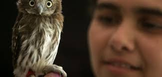 Zootiere: Pinguin Pierre bekommt eigenen Neoprenanzug