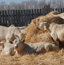 Group Of Debruycker Charolais Bulls