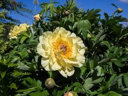 Shoppe artikel aus über 1.000 onlineshops gleichzeitig. Photo Of The Bloom Of Intersectional Peony Paeonia Garden Treasure Posted By Frankrichards16 Garden Org
