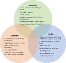 Image result for Vernonanthura polyanthes