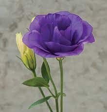 Pblism Mariachi Blue Lisianthus Seeds Beautiful Double Flower Garden Plans Beautiful Flowers Lisianthus