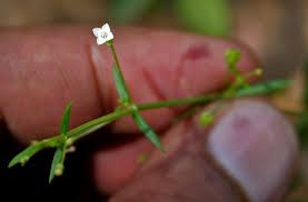 Image result for Oldenlandia geophila