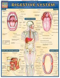 Quickstudy Digestive System Laminated Study Guide In 2020 Digestive System Respiratory System Human Anatomy And Physiology