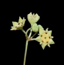 Image result for Helinus