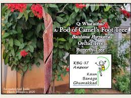 Winds blow sand all around, so a camel has long eyelashes. Ghumakkad Harsh Camel S Foot Tree Kbg 37 Answer