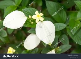 Image result for Pseudomussaenda