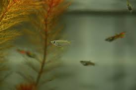 Aquaticquotient Com