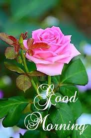 Good Morning Rose Images Hd Free Download In 2020 Good Morning Rose Images Rose Flower Pictures Beautiful Rose Flowers