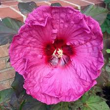 Image result for Hibiscus physaloides