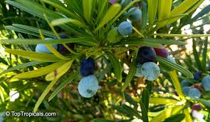 Image result for Podocarpus milanjianus