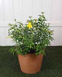 Image result for Allamanda