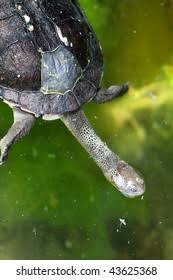 Image result for Hesperantha longicollis