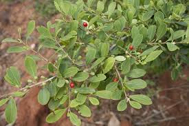 Image result for Erythroxylum emarginatum