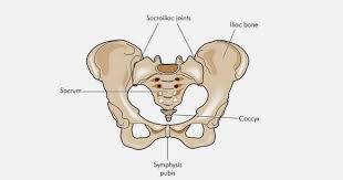 The pelvis's frame is made up of the bones of the pelvis, which connect the axial skeleton to the femurs, and therefore acts in weight bearing of the upper body. Posterior Pelvic Ring Fractures Of The Si Joint And The Sacrum Ortho Illinois