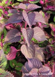 Image result for Coleus scutellarioides