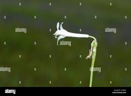 Image result for Dipcadi rigidifolium