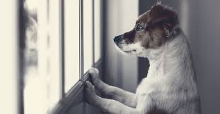 May 18, 2021 · sie sollten dies zunächst der krankenkasse mitteilen und erfragen, wie sie sich diesbezüglich verhalten sollten. Tierschutz Den Hund Aus Dem Ausland Verstehen Lernen