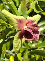 Image result for Monodora junodii