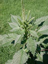 Carrol & carrol / getty images in some areas, this plant is called pigweed or goosefoot. Pigweed Research Southeast Agnet