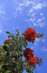 Pin On Flower