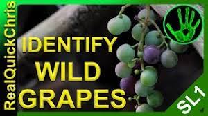Frozen seed capsules are designed as a time. Those Wild Grapes Could Kill You How To Identify Wild Edible Plants And Weeds To Forage For Food Youtube